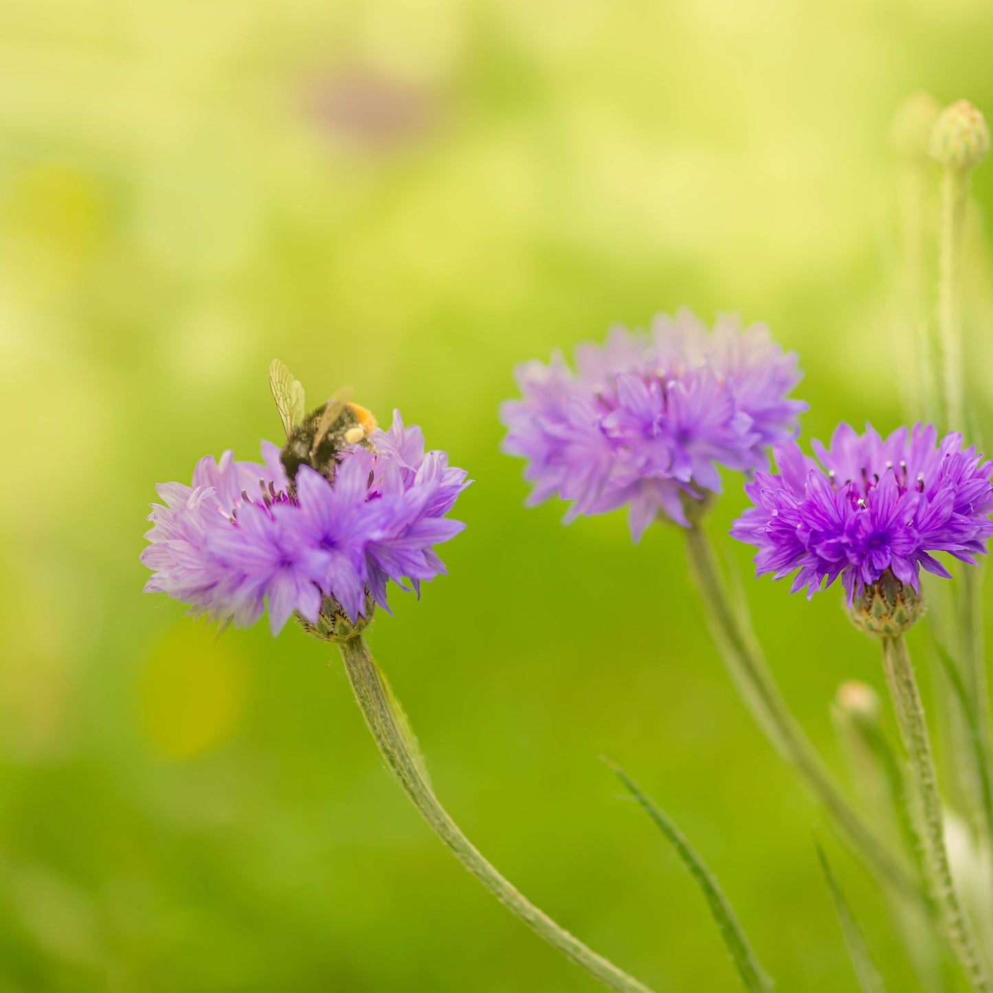 cornflower mauve