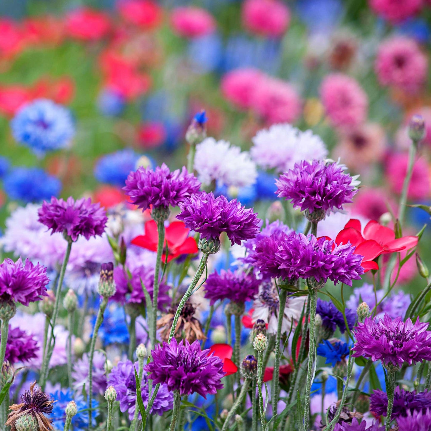 cornflower mauve