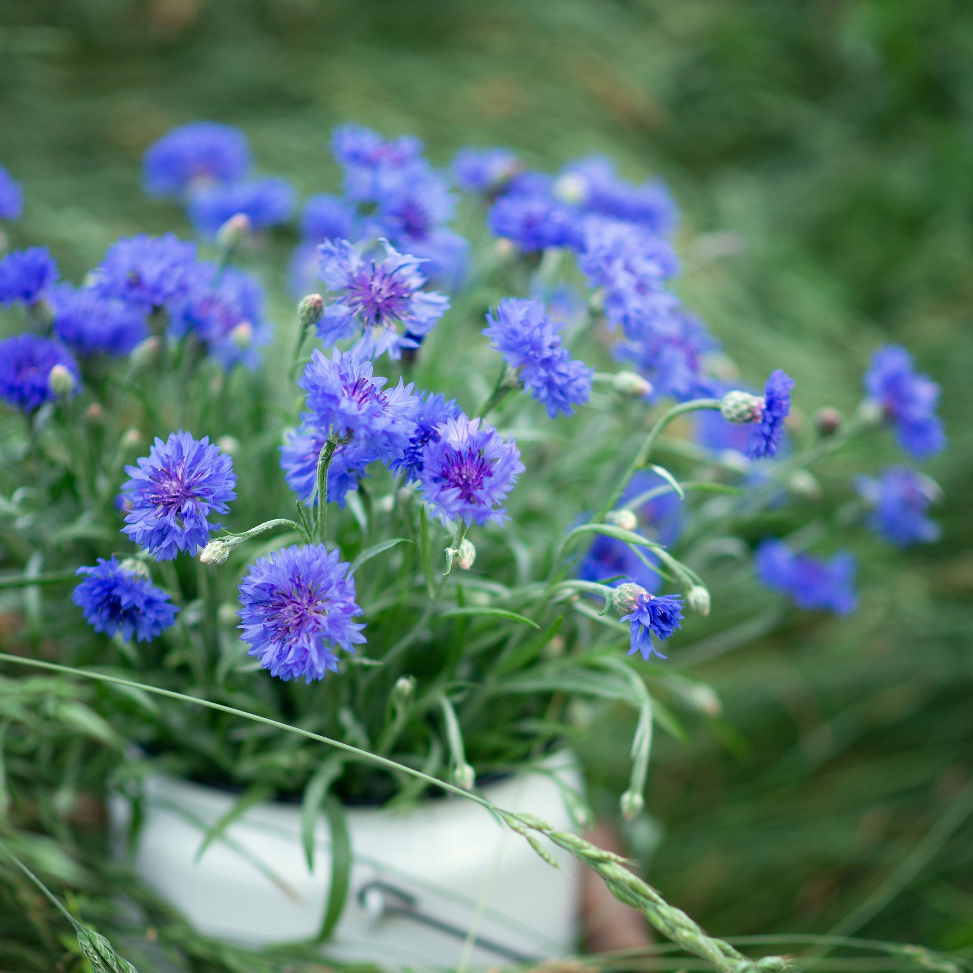 planting blue cornflower seeds Bulk Cornflower / Bachelor Button Seeds