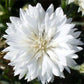 cornflower white