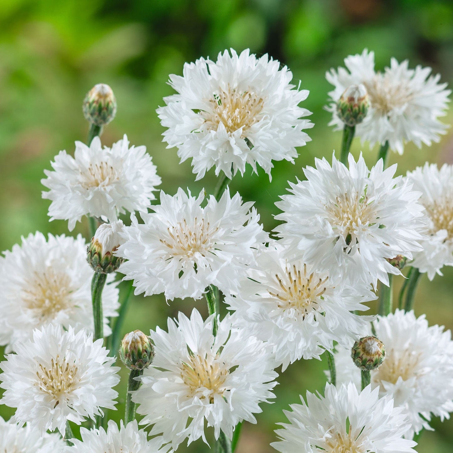 cornflower white