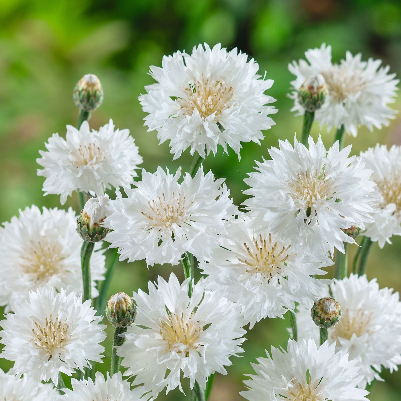 cornflower white