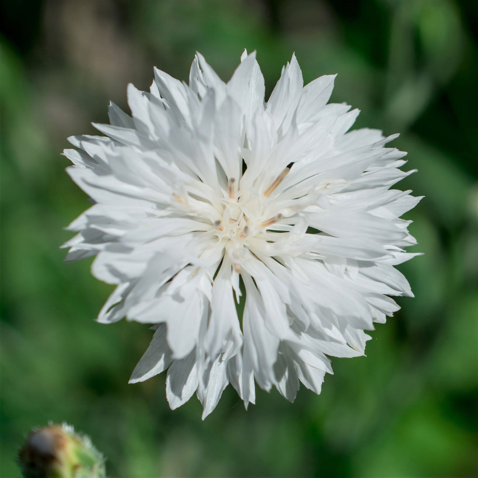 Bachelor Button Cornflower Seeds — San Diego Seed Company