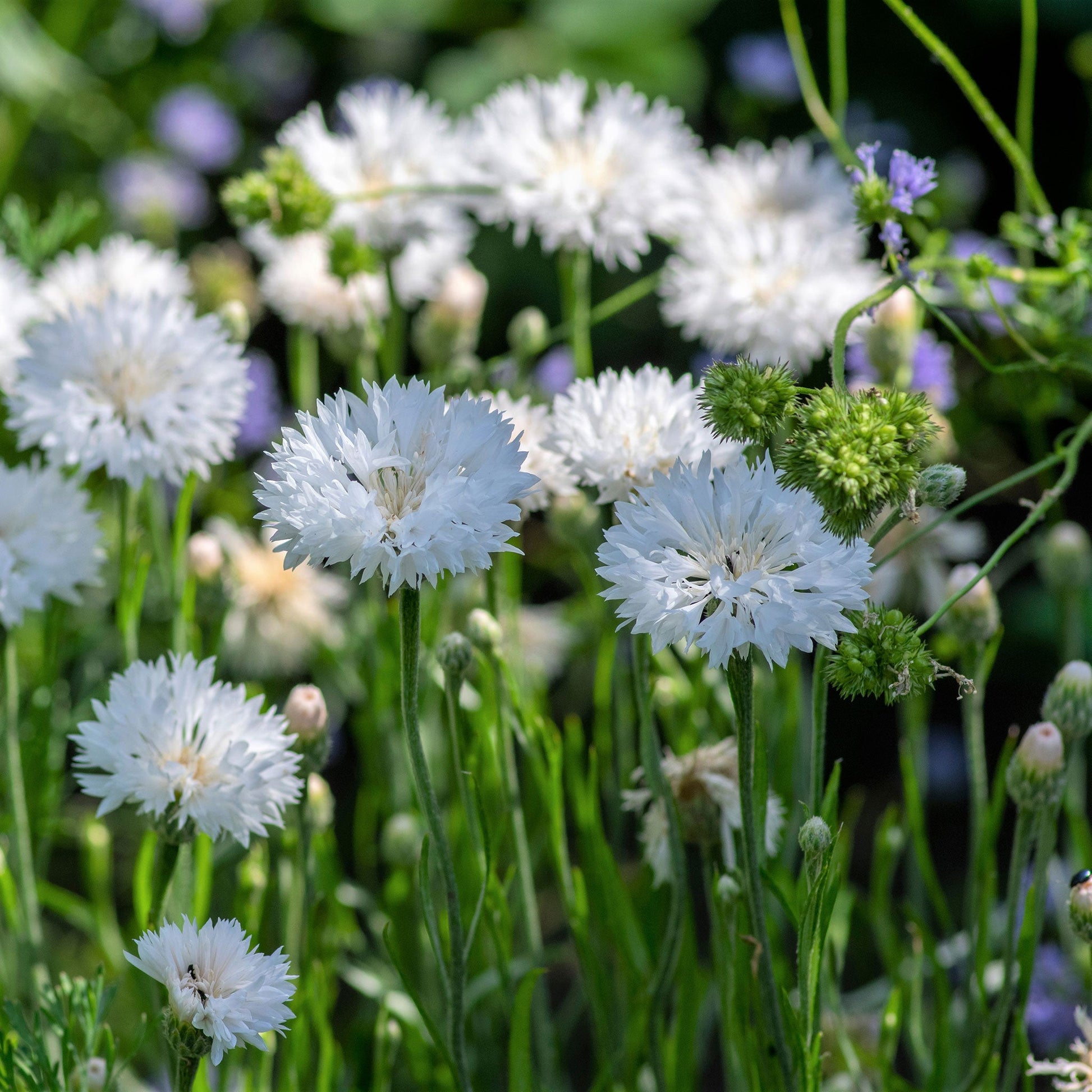 cornflower indoor plant Bulk Cornflower - Tall White