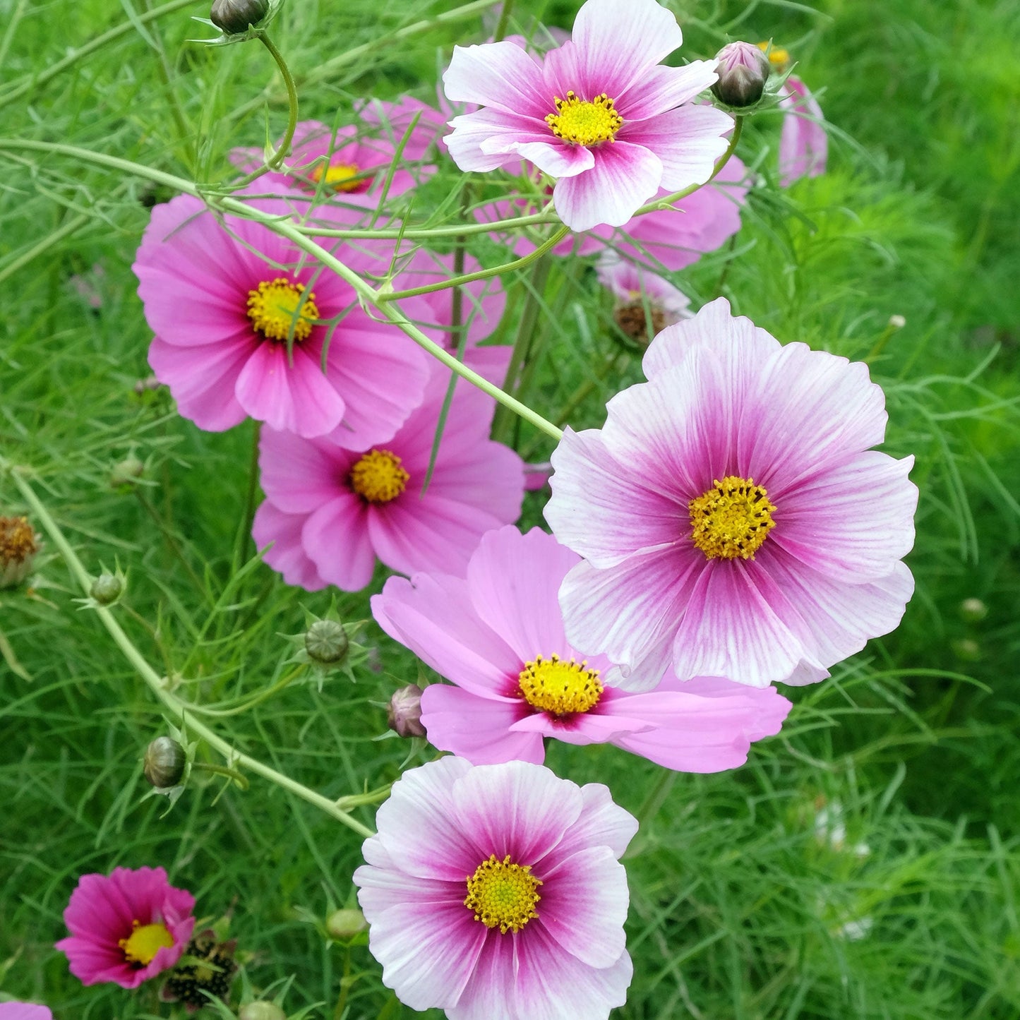 cosmos daydream