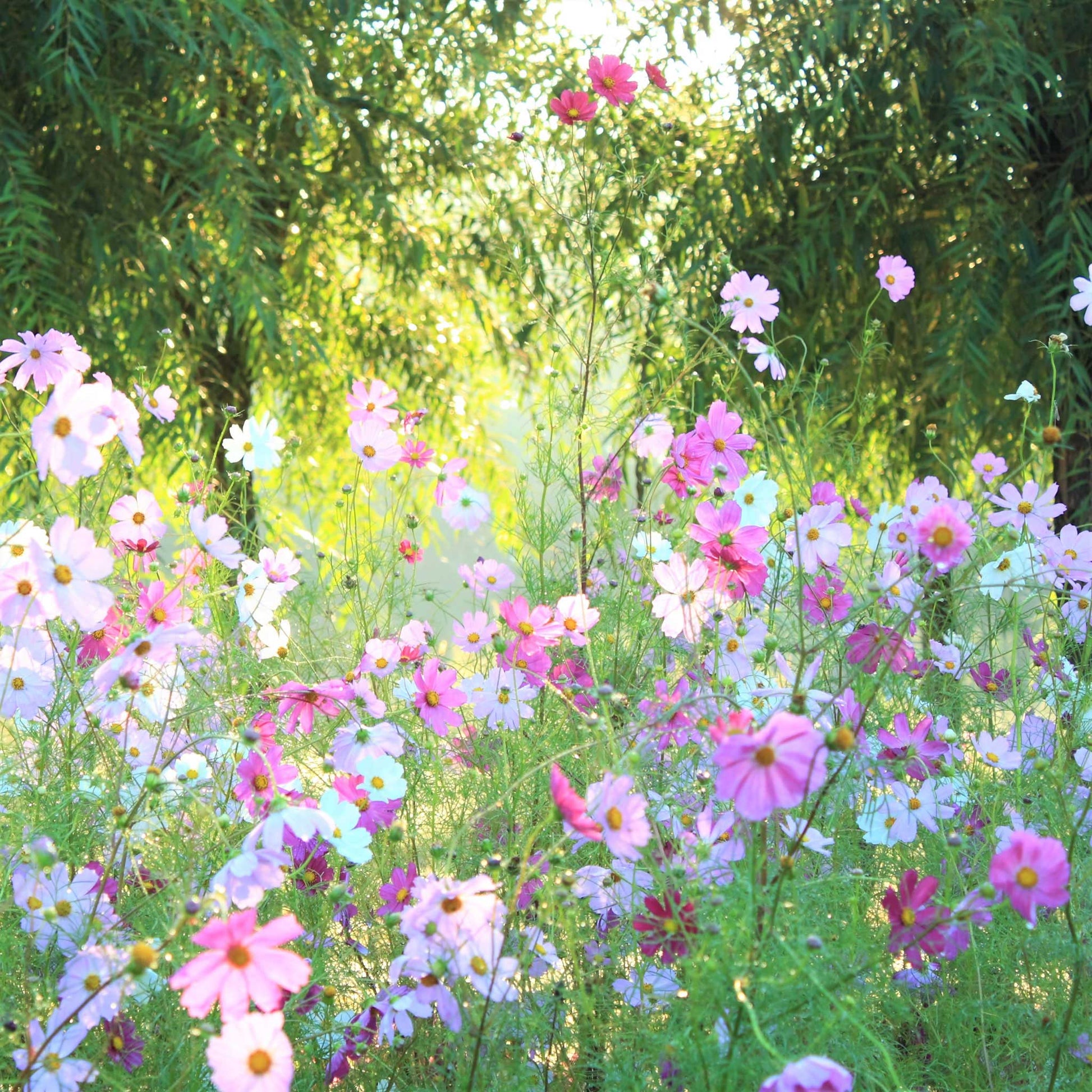 pastel flower seeds Bulk Cosmos Seeds