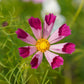 cosmos seashells 