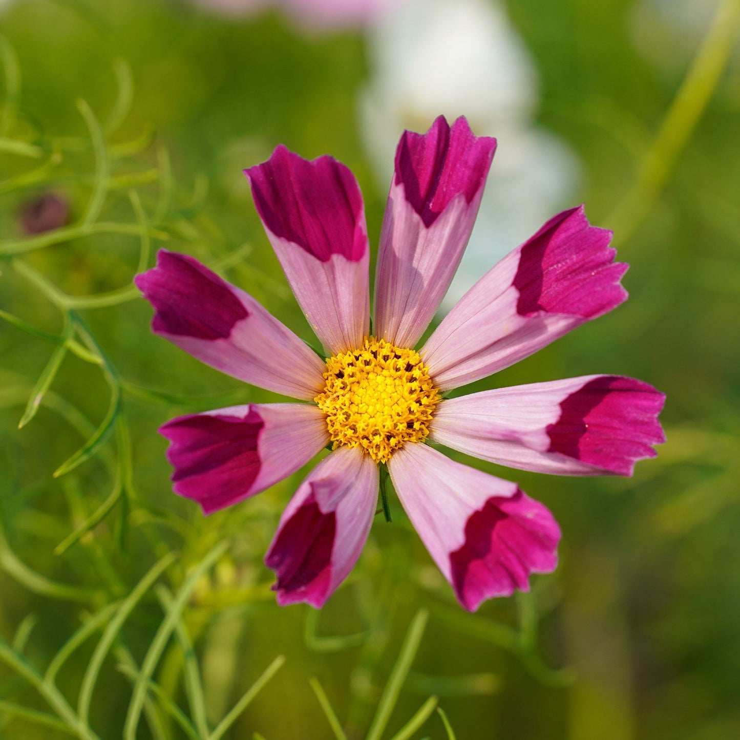 cosmos seashells 