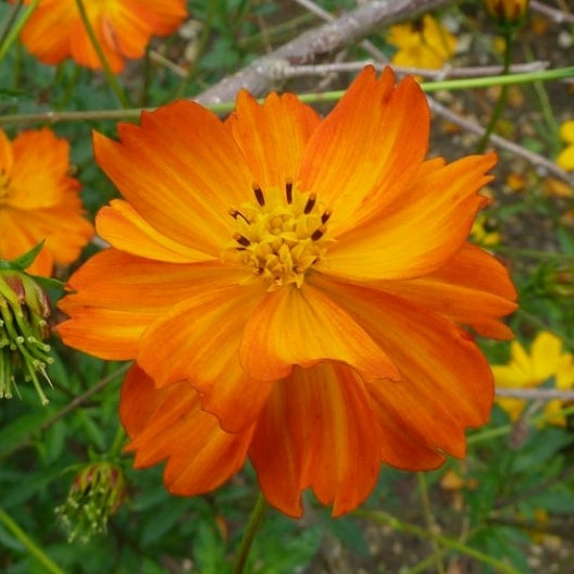 sulphur cosmos orange