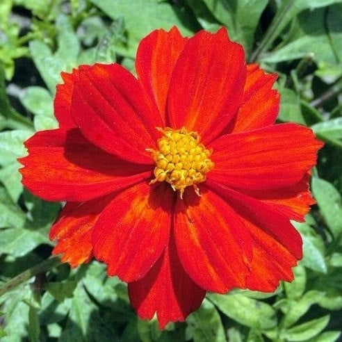 sulphur cosmos red