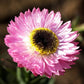 giant flowered paper daisy 