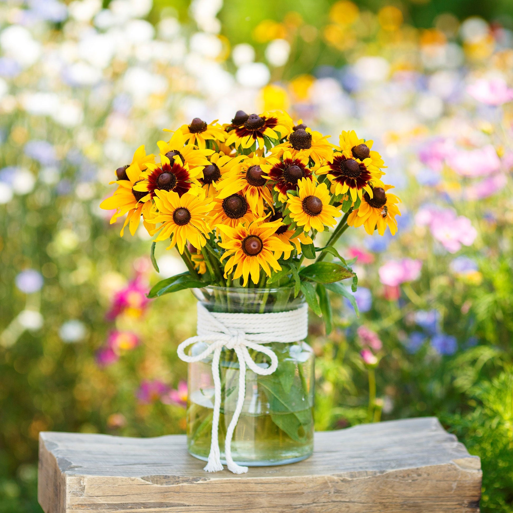 black eyed susan flower seeds Bulk Black Eyed Susan Seeds - Gloriosa Daisy Mix