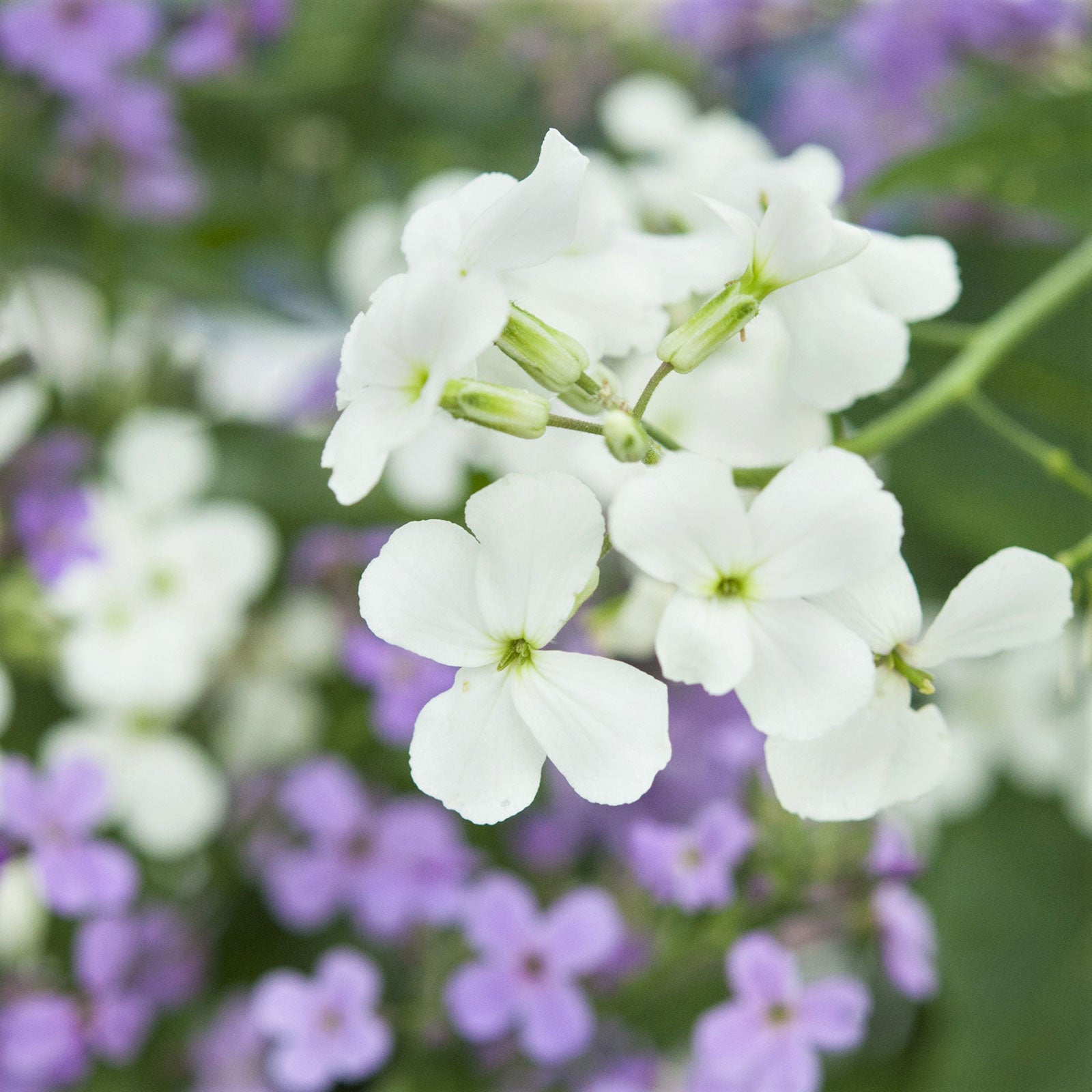 sweet rocket flower seeds Bulk Dames Rocket Seeds
