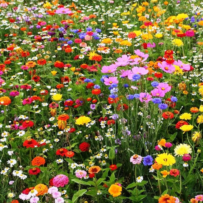 field day flower seed mix