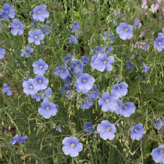 annual blue flax 