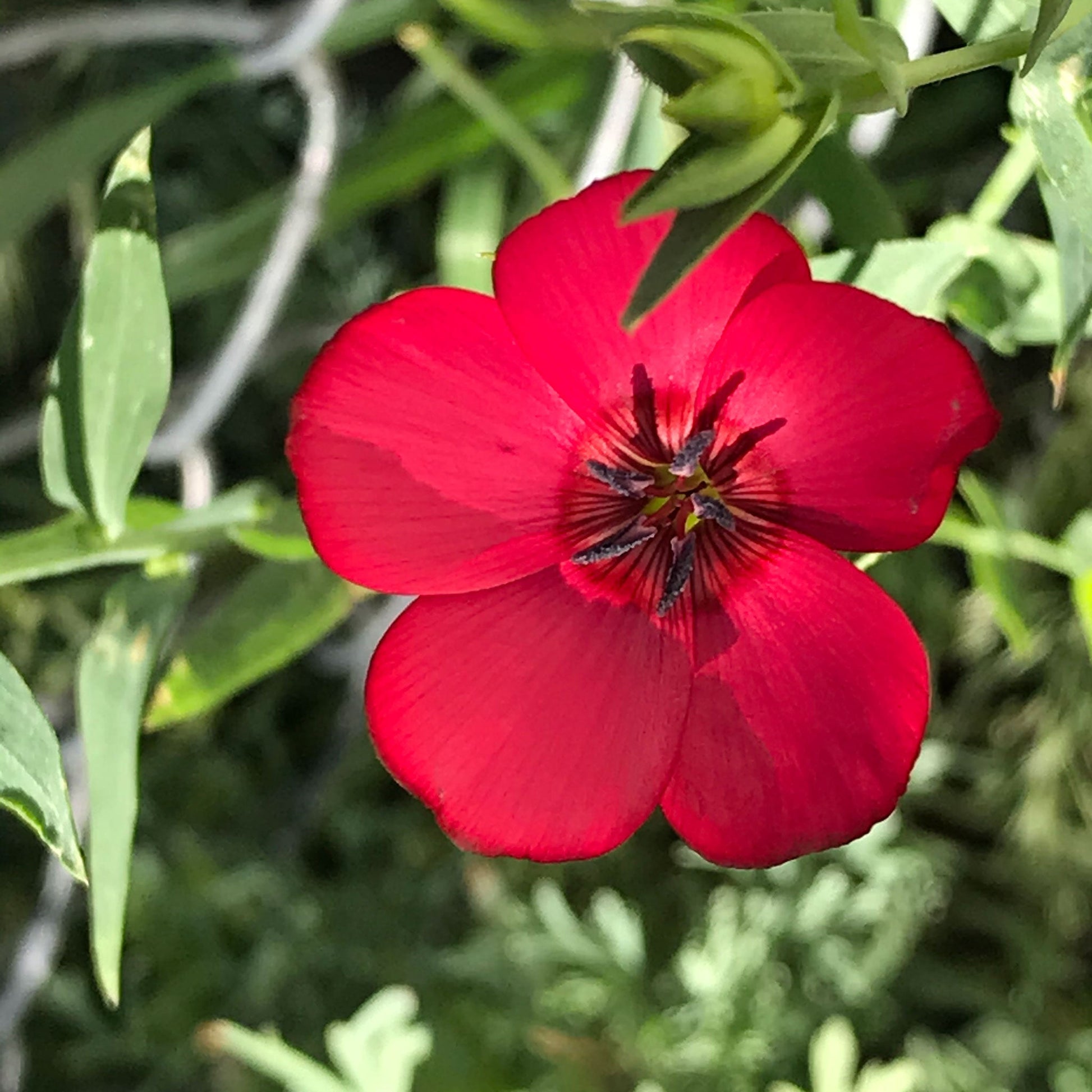 scarlet flax flower seeds Bulk Scarlet Flax Seeds 1 Ounce