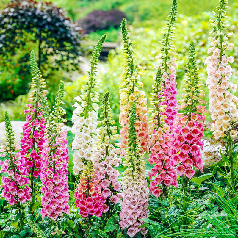 foxglove excelsior mix