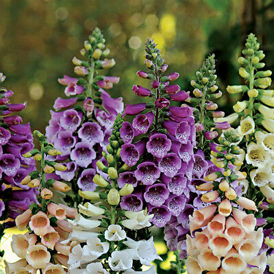 foxy mix foxglove 