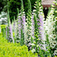 foxglove gloxiniaeflora