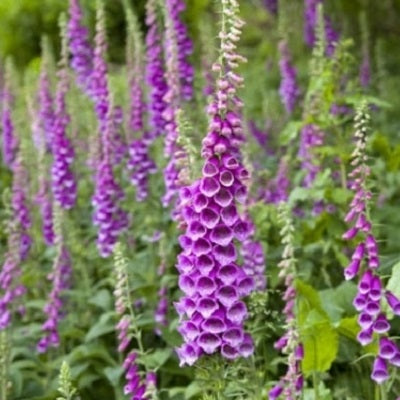 purple foxglove 