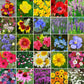 heirloom mix