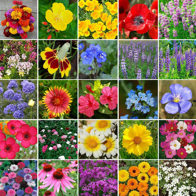 heirloom mix