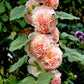 chaters salmon hollyhock 