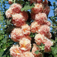 chaters salmon hollyhock 