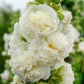 chaters white hollyhock 