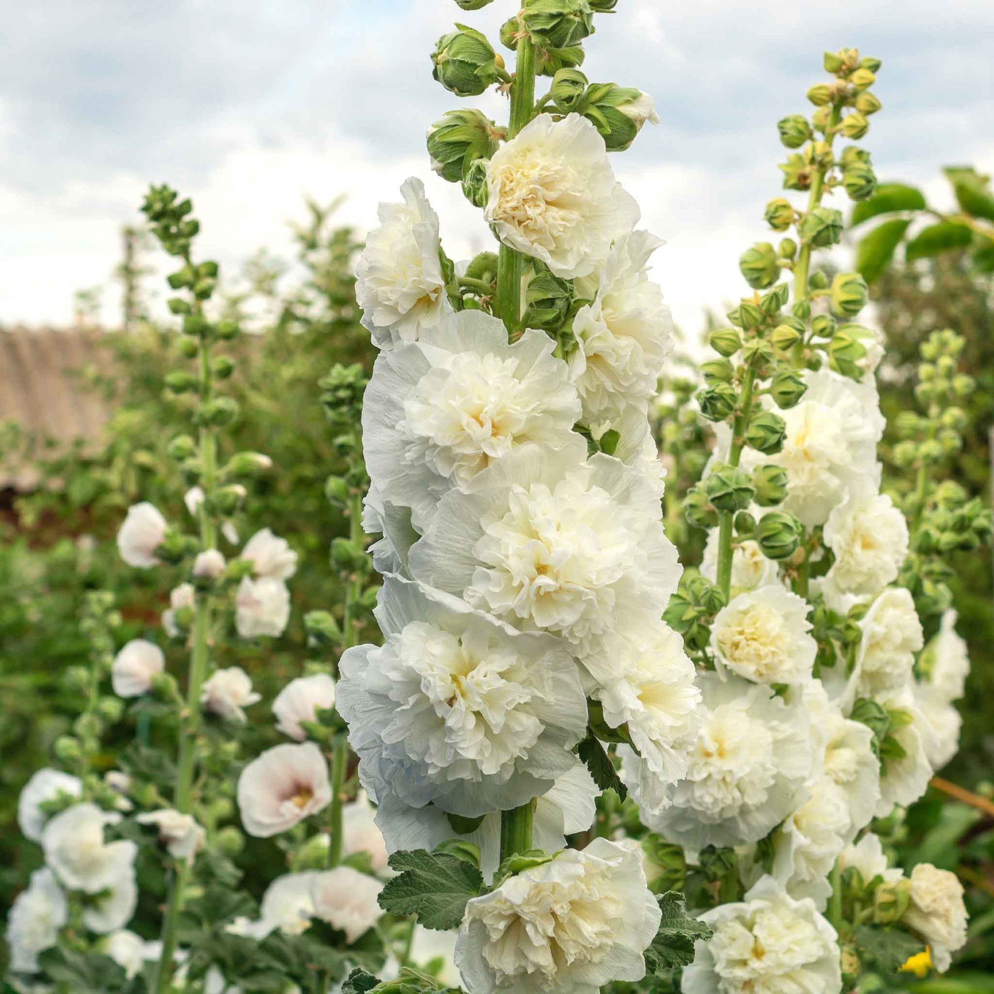 double flower hollyhock seeds Bulk Hollyhock Seeds