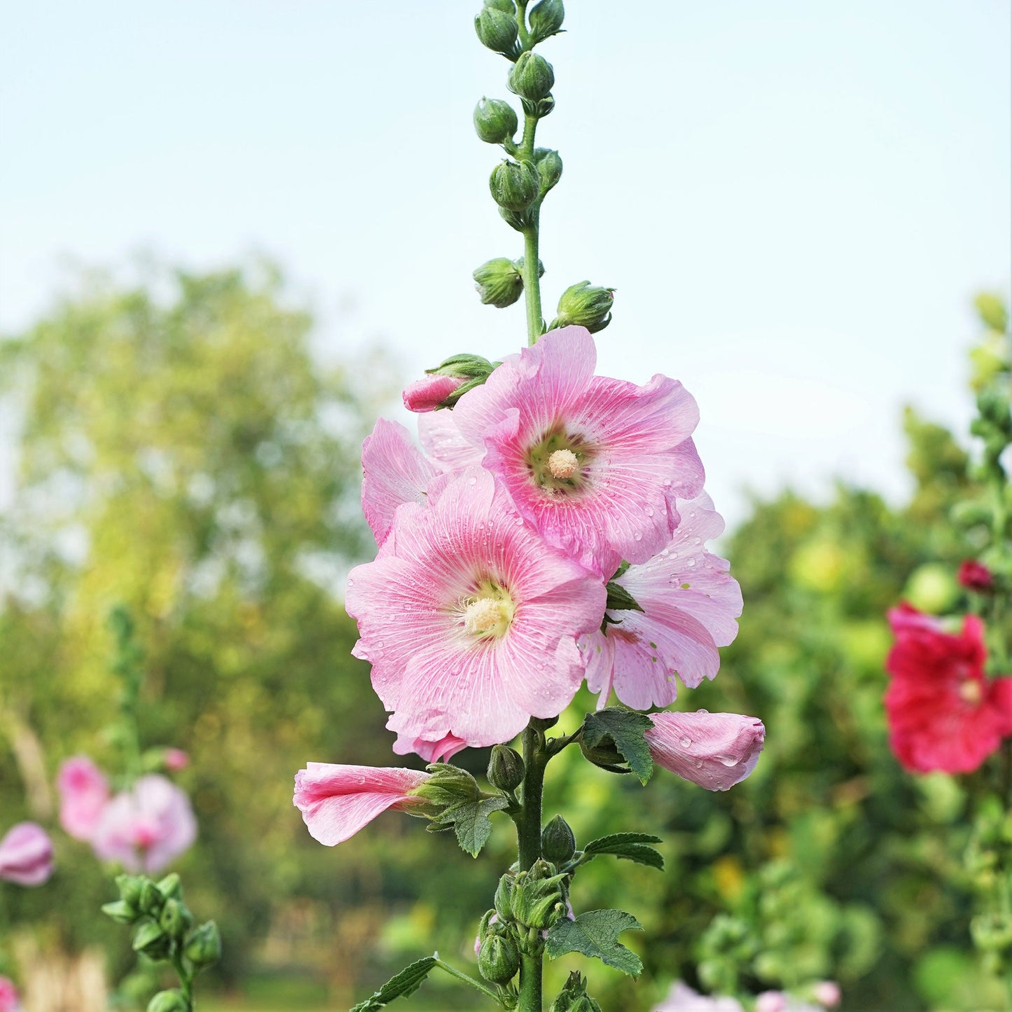 henry viii pink hollyhock 