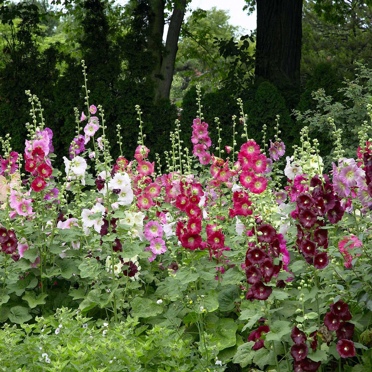 hollyhock indian spring