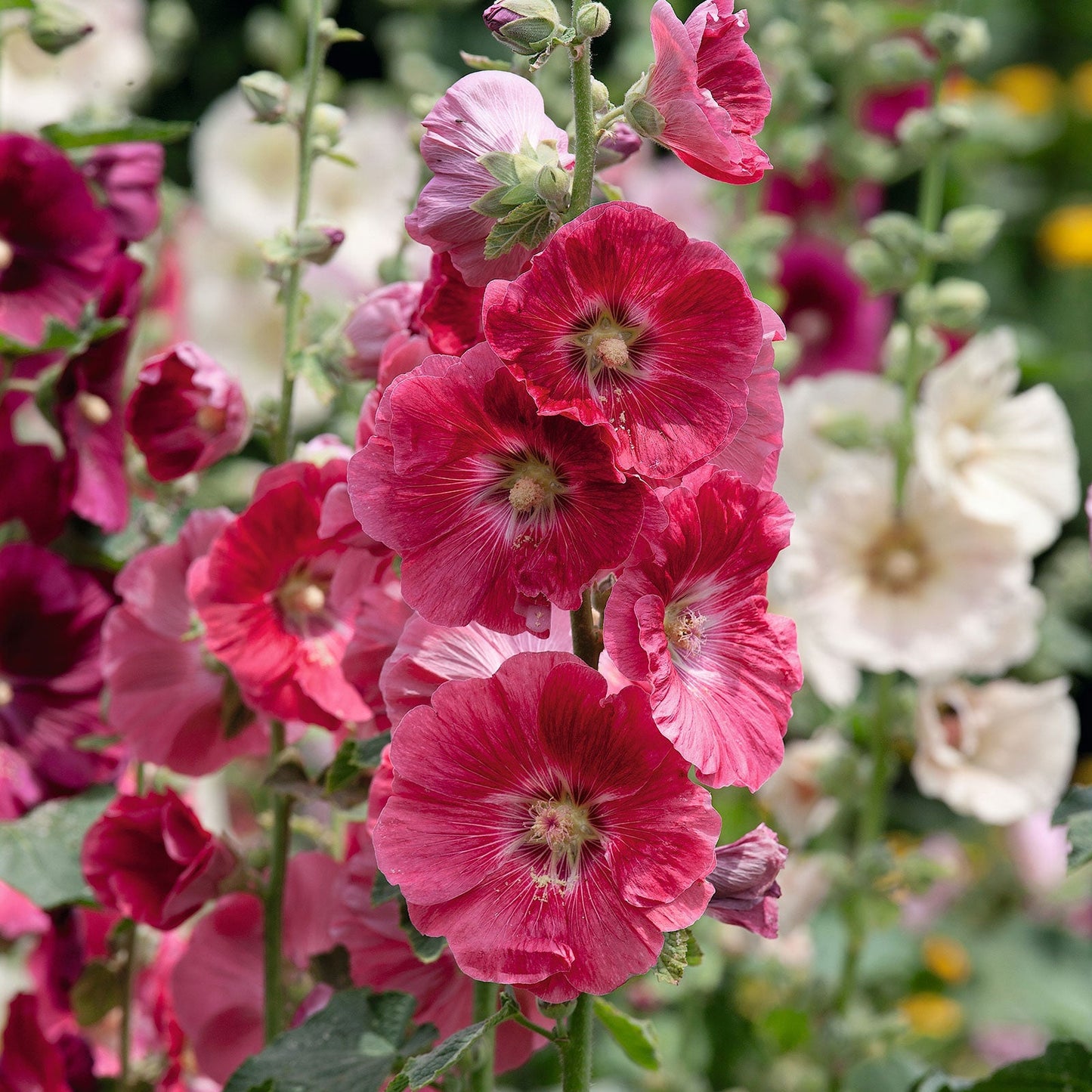 hollyhock indian spring