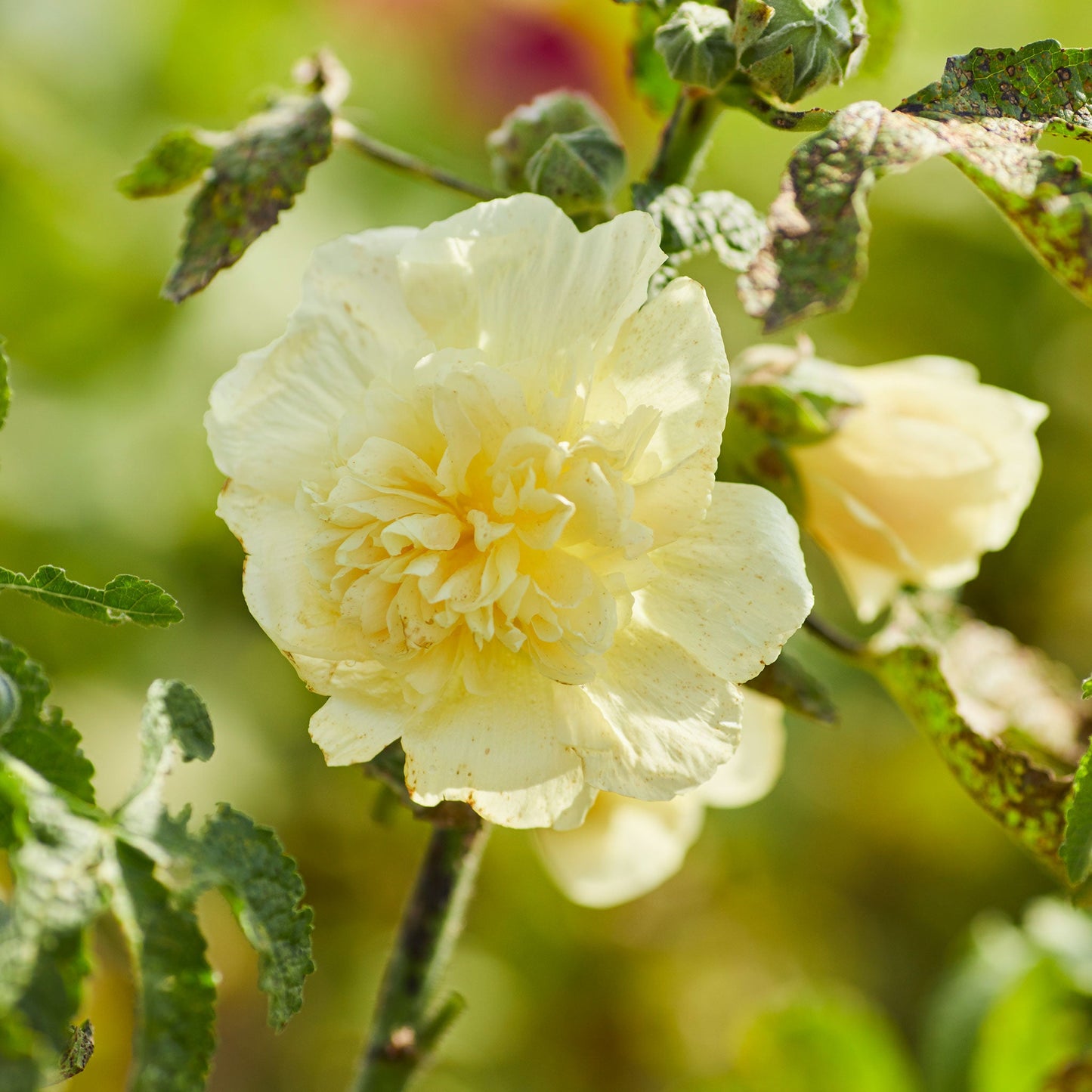 yellow majorette hollyhock