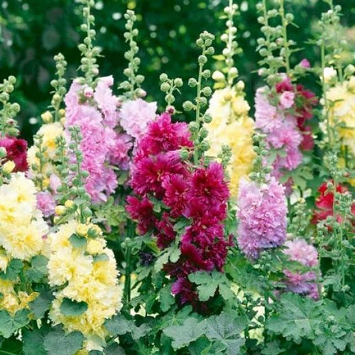 queeny mix hollyhock 