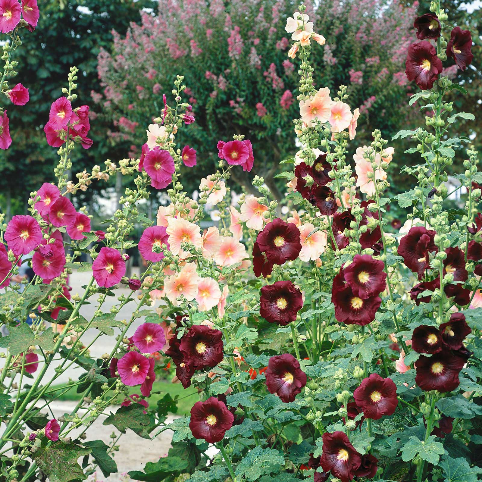 best way to plant hollyhock seeds Bulk Hollyhock Seeds