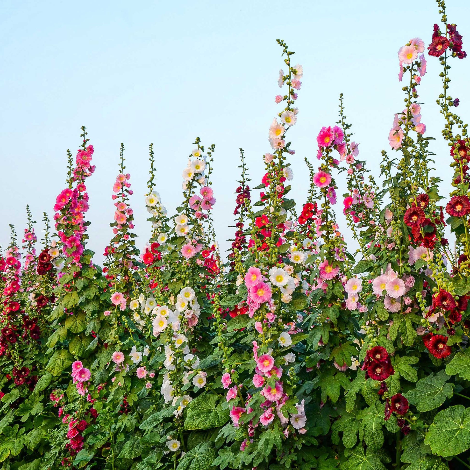 hollyhock seed planting Bulk Hollyhock Seeds