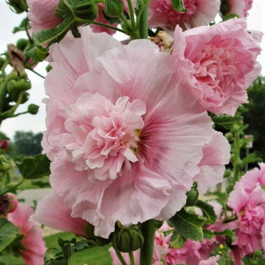 pink summer carnival hollyhock 