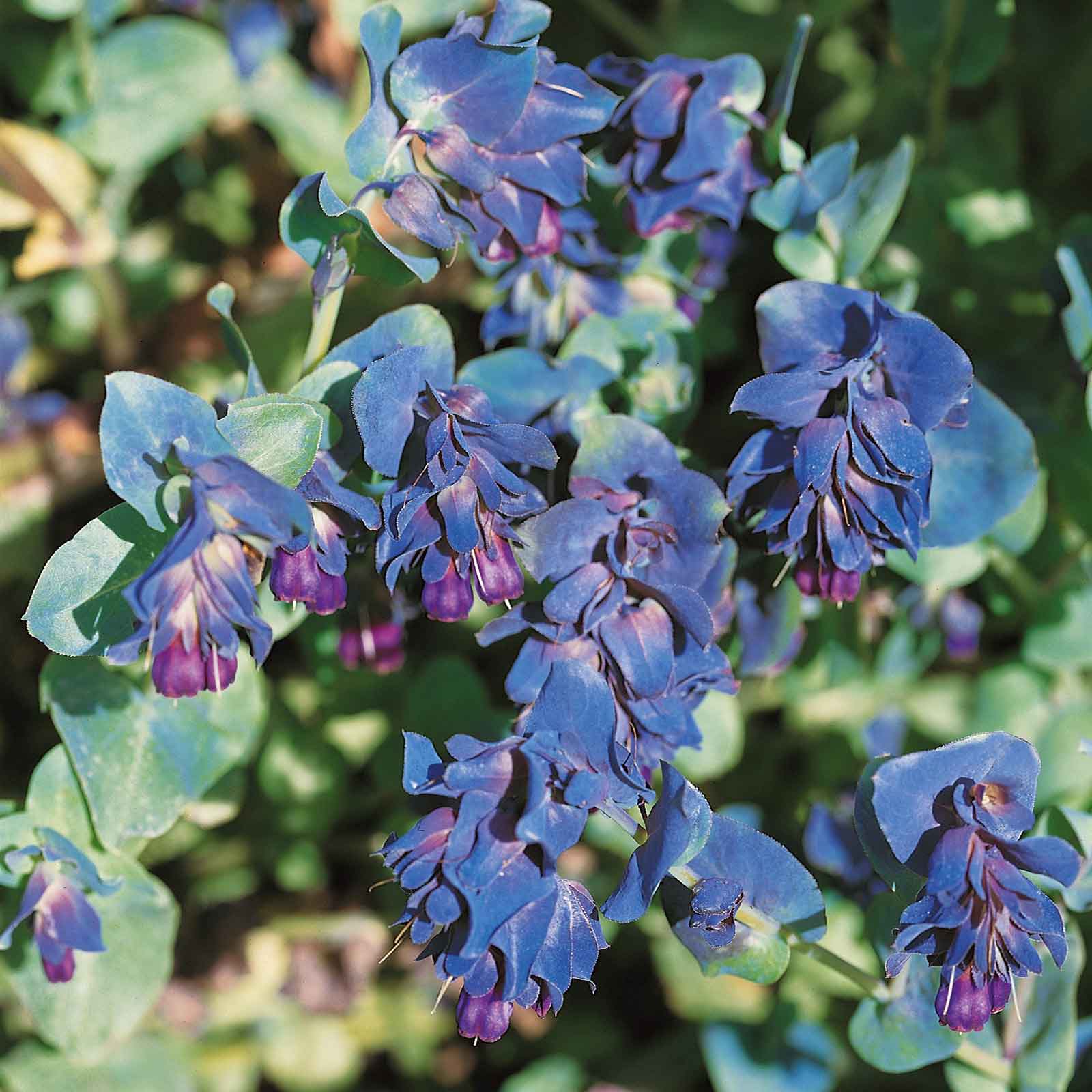 purple flower seeds Honeywort Seeds - Purple | Flower Seeds