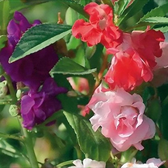 impatiens camellia