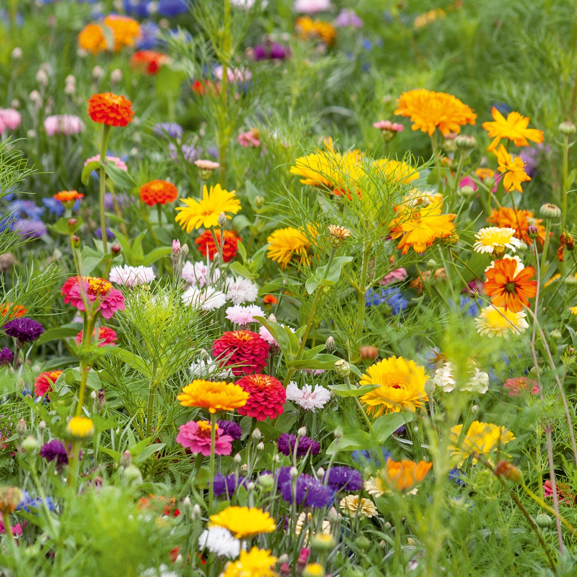 wild meadow garden seeds Bulk Jellybean Mix