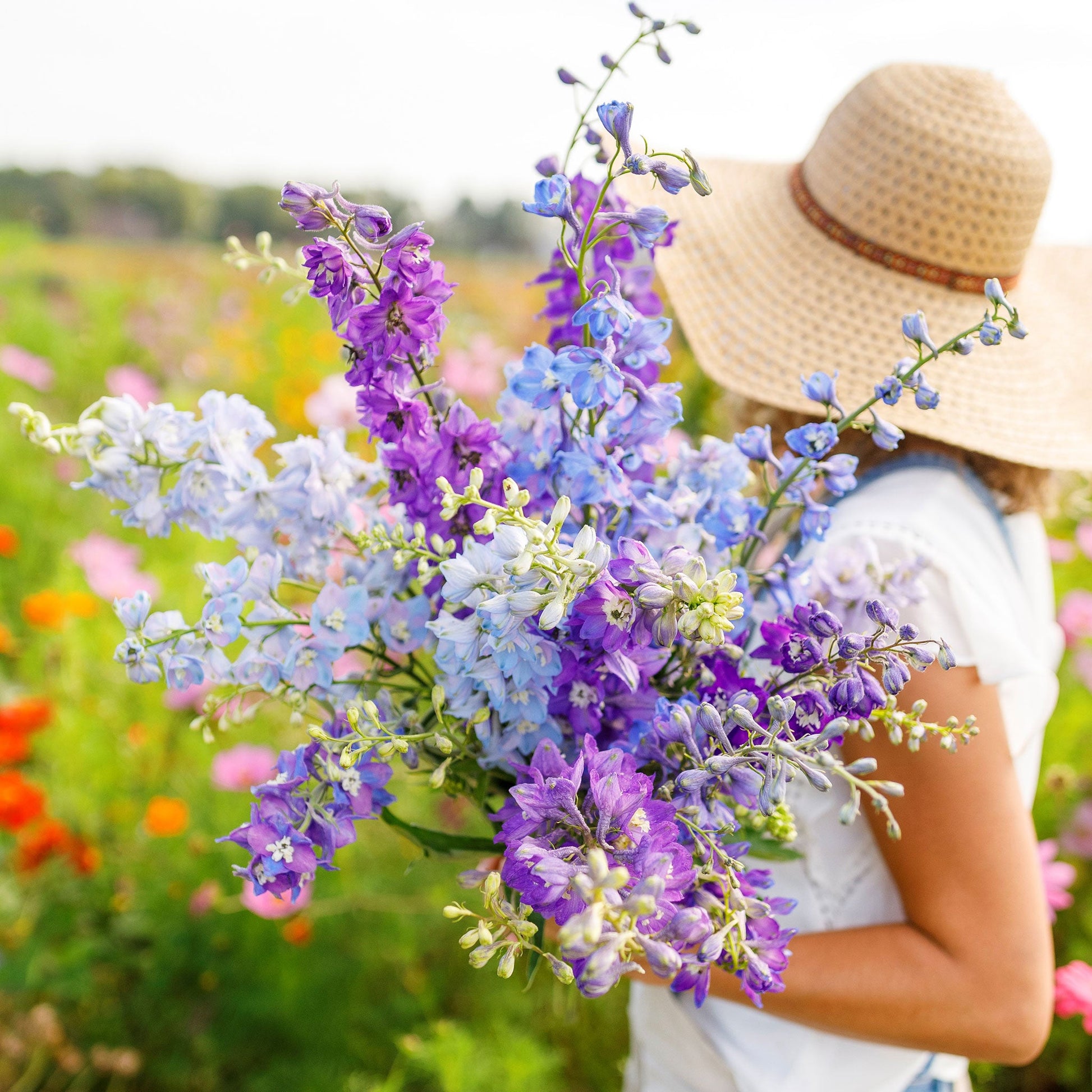 larkspur flower seeds Bulk Rocket Larkspur Seeds - Tall Mix