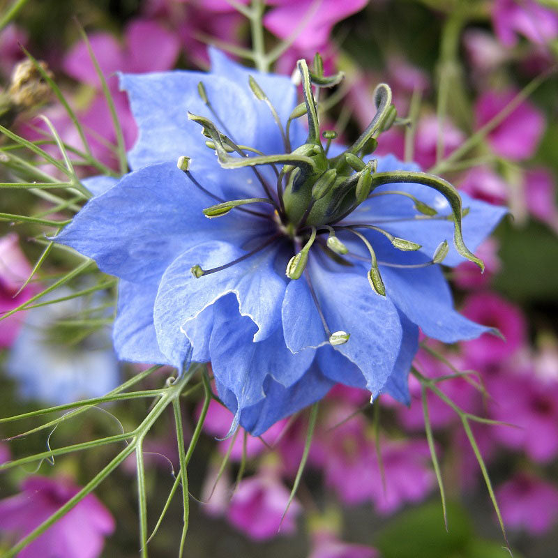 love in a mist blue