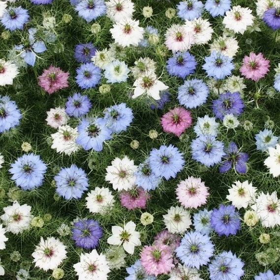 love in a mist 