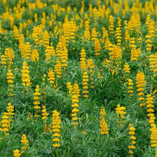 annual lupine golden yellow