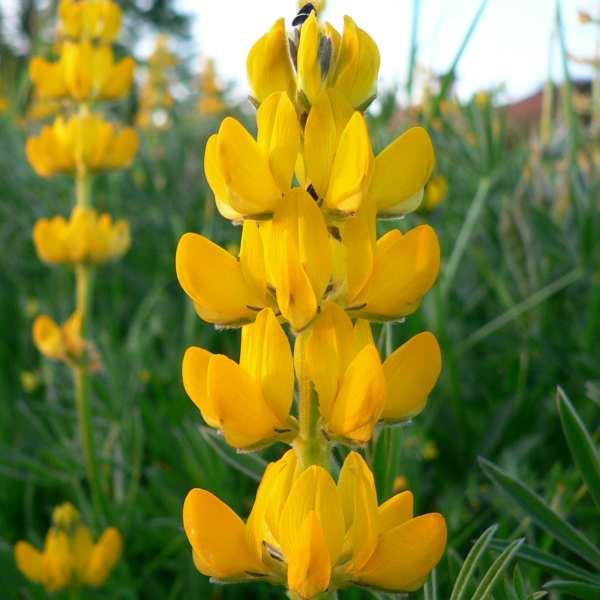 annual lupine golden yellow