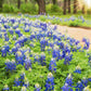 texas bluebonnet 