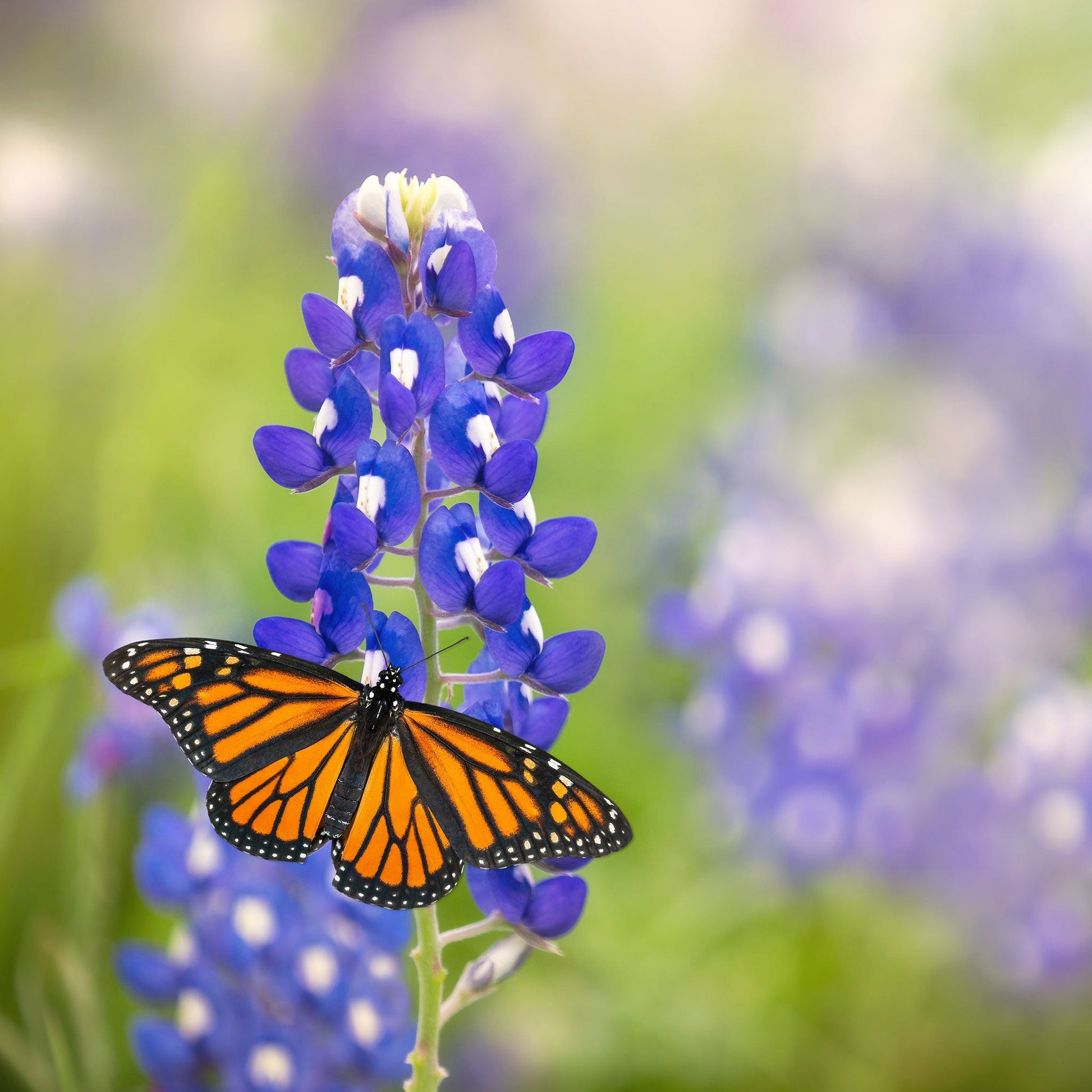 bluebonnet flower seeds Bulk Texas Bluebonnet Seeds