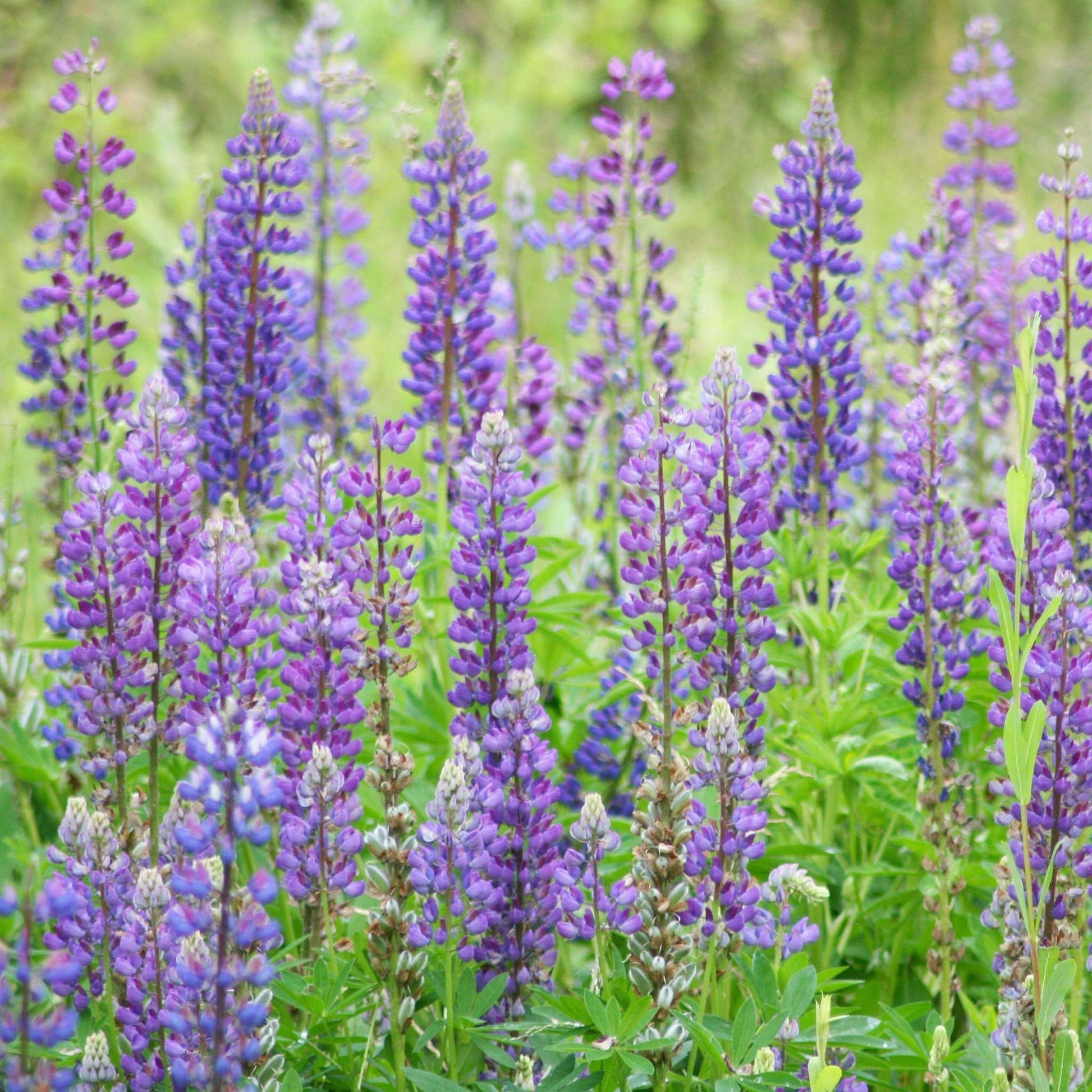 planting wild lupine seeds Bulk Wild Perennial Lupine Seeds