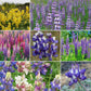 lupine flower seed mix